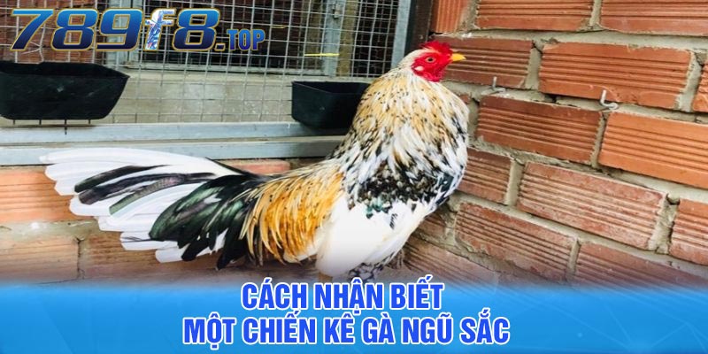 Cách nhận biết một chiến kê gà ngũ sắc