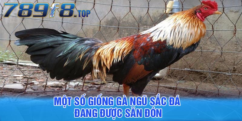 Một số giống gà ngũ sắc đá đang được săn đón