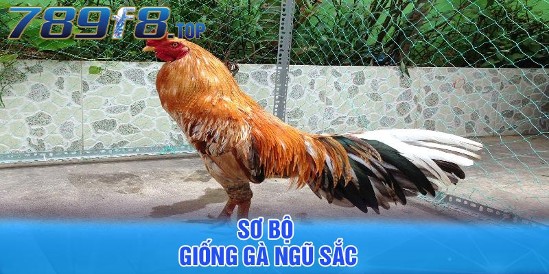 Sơ bộ giống gà ngũ sắc